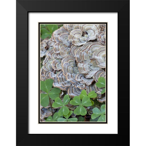 CA, Samuel P Taylor SP, Oxalis leaves and fungus Black Modern Wood Framed Art Print with Double Matting by Paulson, Don