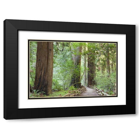 California Trail through Muir Woods NM in spring Black Modern Wood Framed Art Print with Double Matting by Paulson, Don