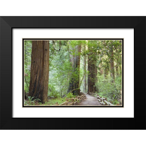California Trail through Muir Woods NM in spring Black Modern Wood Framed Art Print with Double Matting by Paulson, Don