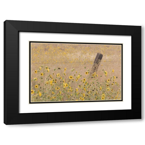CA, Adin Barbed fence in field of sunflowers Black Modern Wood Framed Art Print with Double Matting by Paulson, Don