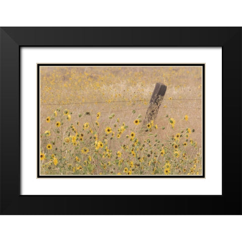 CA, Adin Barbed fence in field of sunflowers Black Modern Wood Framed Art Print with Double Matting by Paulson, Don