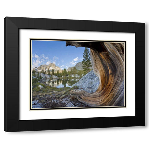 CA, Inyo NF, Garnet Lake Old pine and tarn Black Modern Wood Framed Art Print with Double Matting by Paulson, Don