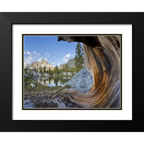 CA, Inyo NF, Garnet Lake Old pine and tarn Black Modern Wood Framed Art Print with Double Matting by Paulson, Don