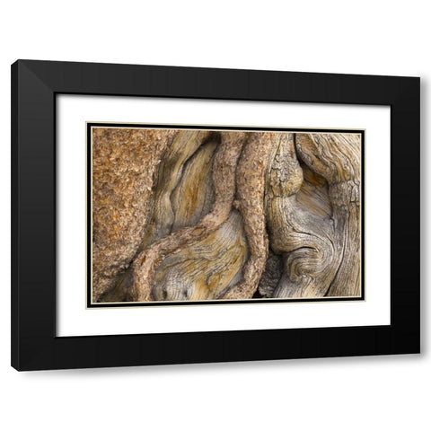 California, Inyo NF Gnarled pine tree trunk Black Modern Wood Framed Art Print with Double Matting by Paulson, Don