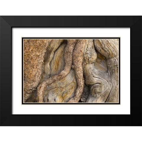 California, Inyo NF Gnarled pine tree trunk Black Modern Wood Framed Art Print with Double Matting by Paulson, Don