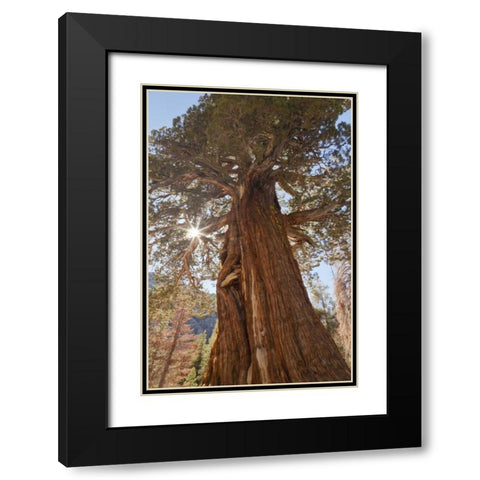 CA, Inyo NF Juniper tree on Shadow Lake trail Black Modern Wood Framed Art Print with Double Matting by Paulson, Don