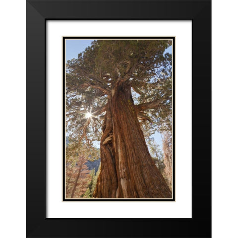 CA, Inyo NF Juniper tree on Shadow Lake trail Black Modern Wood Framed Art Print with Double Matting by Paulson, Don