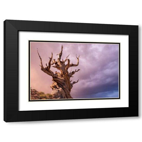 CA, Inyo NF, Bristlecone Forest The Sentinel Black Modern Wood Framed Art Print with Double Matting by Paulson, Don