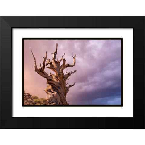 CA, Inyo NF, Bristlecone Forest The Sentinel Black Modern Wood Framed Art Print with Double Matting by Paulson, Don
