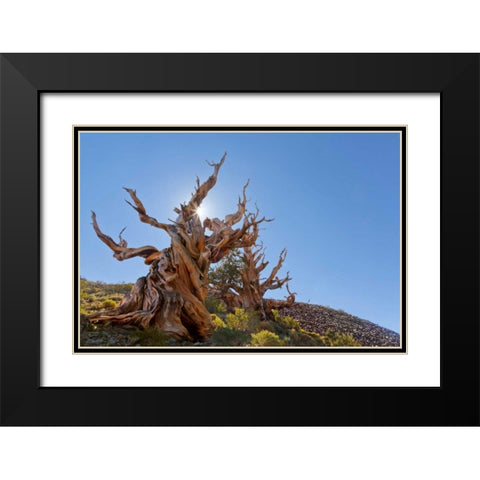 CA, Inyo NF, Bristlecone Forest The Sentinel Black Modern Wood Framed Art Print with Double Matting by Paulson, Don