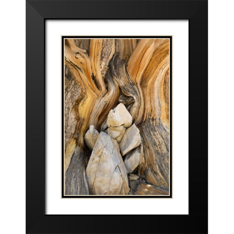 CA, Inyo NF Patterns in bristlecone pine wood Black Modern Wood Framed Art Print with Double Matting by Paulson, Don