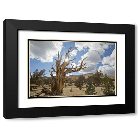 California, Inyo NF Bristlecone Pine Forest Black Modern Wood Framed Art Print with Double Matting by Paulson, Don