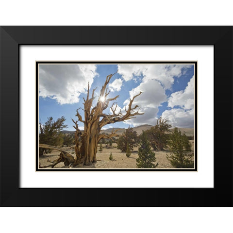 California, Inyo NF Bristlecone Pine Forest Black Modern Wood Framed Art Print with Double Matting by Paulson, Don