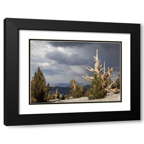 California, Inyo NF Bristlecone Pine Forest Black Modern Wood Framed Art Print with Double Matting by Paulson, Don