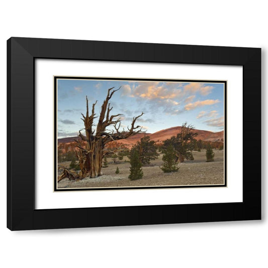 Perspective Image