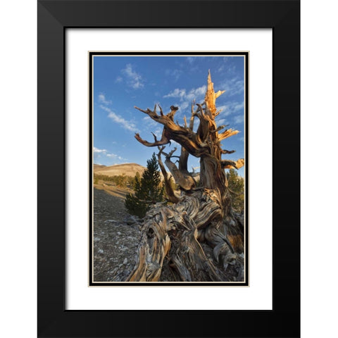 CA, Inyo NF  Ancient Bristlecone Pine Forest Black Modern Wood Framed Art Print with Double Matting by Paulson, Don