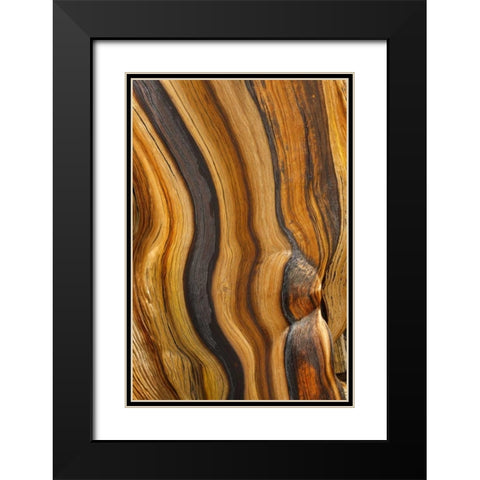 California, Inyo NF Patterns in bristlecone pine Black Modern Wood Framed Art Print with Double Matting by Paulson, Don