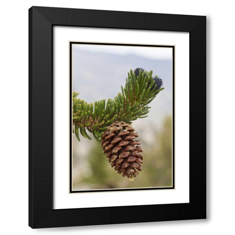 California, Inyo NF Bristlecone tree pine cone Black Modern Wood Framed Art Print with Double Matting by Paulson, Don