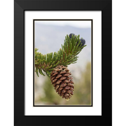 California, Inyo NF Bristlecone tree pine cone Black Modern Wood Framed Art Print with Double Matting by Paulson, Don