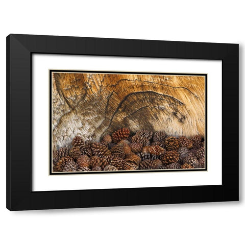 CA, Inyo NF Bristlecone pine cones Black Modern Wood Framed Art Print with Double Matting by Paulson, Don