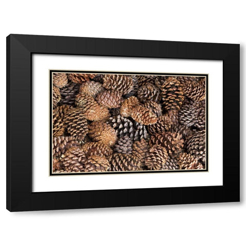 California, Inyo NF Bristlecone tree pine cones Black Modern Wood Framed Art Print with Double Matting by Paulson, Don