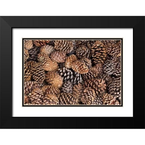 California, Inyo NF Bristlecone tree pine cones Black Modern Wood Framed Art Print with Double Matting by Paulson, Don
