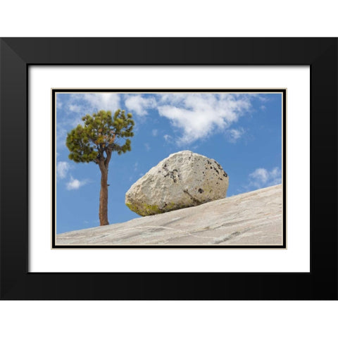 California, Yosemite NP Pine tree and boulder Black Modern Wood Framed Art Print with Double Matting by Paulson, Don