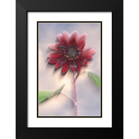 Hybrid sunflower blowing in the wind Black Modern Wood Framed Art Print with Double Matting by Talbot Frank, Christopher