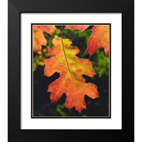 CA, An Oak Leaf in Six Rivers National Forrest Black Modern Wood Framed Art Print with Double Matting by Talbot Frank, Christopher