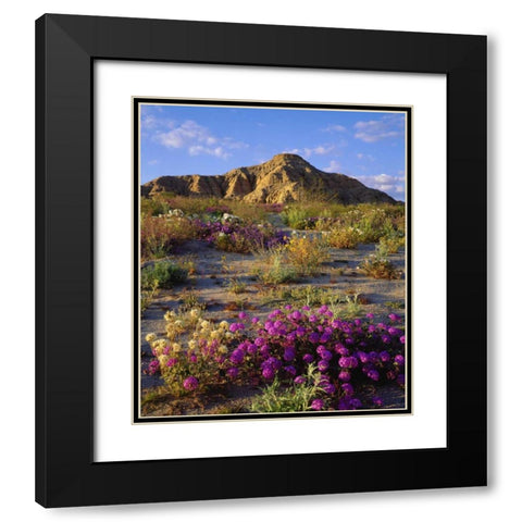 California, Anza-Borrego A mix of flowers Black Modern Wood Framed Art Print with Double Matting by Talbot Frank, Christopher