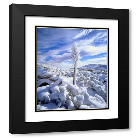 California, Anza-Borrego A snow covered yucca Black Modern Wood Framed Art Print with Double Matting by Talbot Frank, Christopher