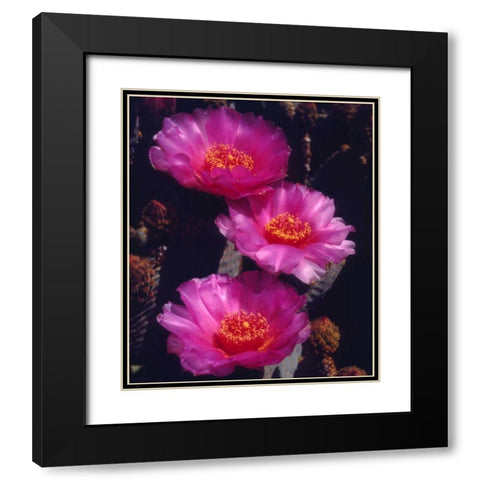 California, Anza-Borrego Desert Beavertail Cacti Black Modern Wood Framed Art Print with Double Matting by Talbot Frank, Christopher