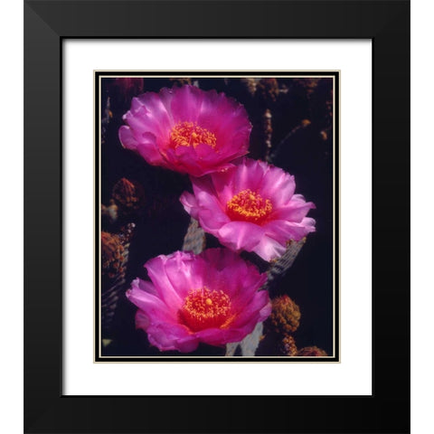 California, Anza-Borrego Desert Beavertail Cacti Black Modern Wood Framed Art Print with Double Matting by Talbot Frank, Christopher