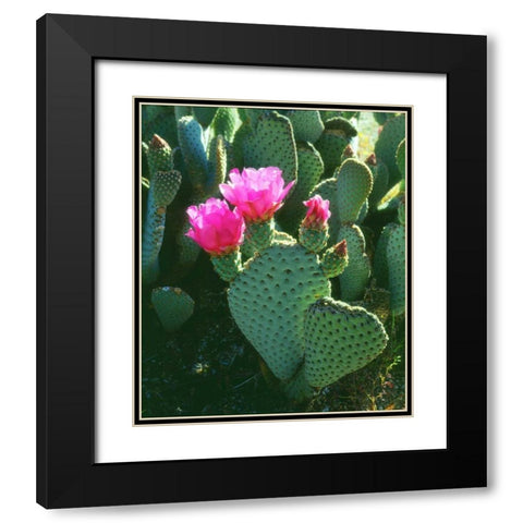 California, Anza-Borrego Desert Beavertail Cacti Black Modern Wood Framed Art Print with Double Matting by Talbot Frank, Christopher