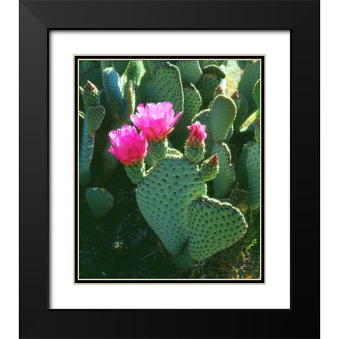 California, Anza-Borrego Desert Beavertail Cacti Black Modern Wood Framed Art Print with Double Matting by Talbot Frank, Christopher