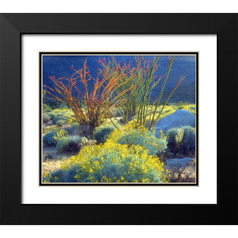 California, Anza-Borrego Blooming Ocotillo Black Modern Wood Framed Art Print with Double Matting by Talbot Frank, Christopher