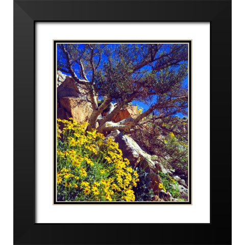 CA, Anza-Borrego Brittlebush and Elephant Tree Black Modern Wood Framed Art Print with Double Matting by Talbot Frank, Christopher