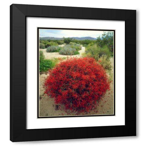 California, Anza-Borrego Chuparosa flowers Black Modern Wood Framed Art Print with Double Matting by Talbot Frank, Christopher