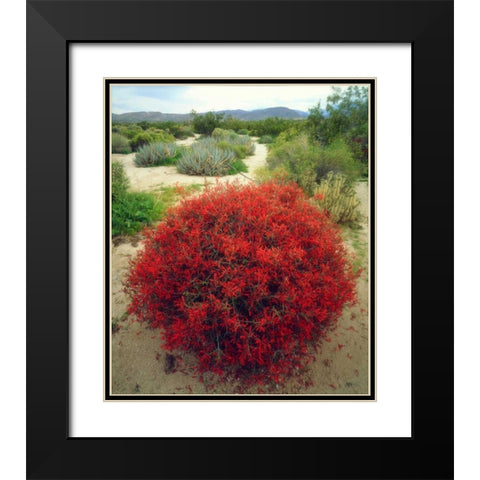 California, Anza-Borrego Chuparosa flowers Black Modern Wood Framed Art Print with Double Matting by Talbot Frank, Christopher