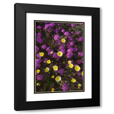 CA, Anza-Borrego Desert wildflowers Black Modern Wood Framed Art Print with Double Matting by Talbot Frank, Christopher