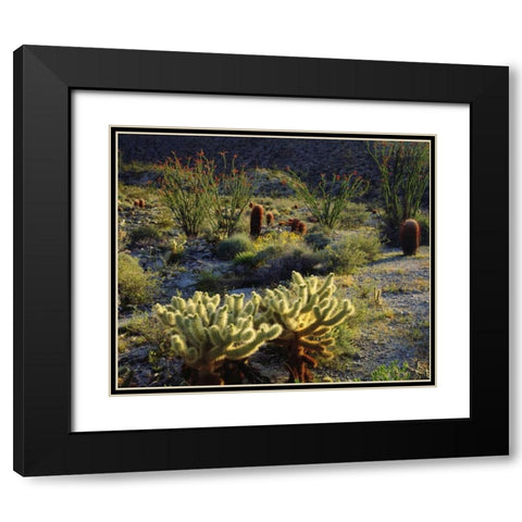 CA, Anza-Borrego Cactus with Ocotillo plants Black Modern Wood Framed Art Print with Double Matting by Talbot Frank, Christopher