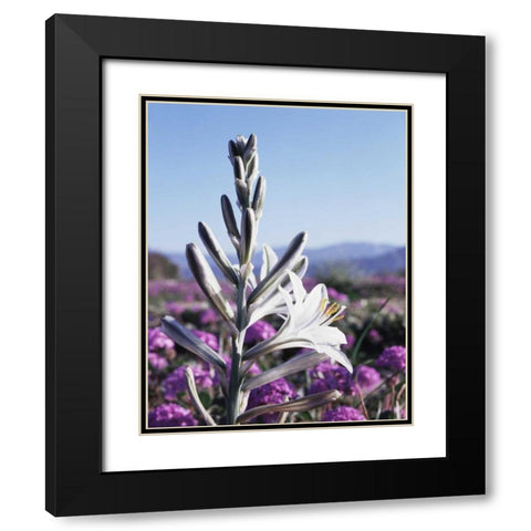 CA, Anza-Borrego Desert Lily and San Verbena Black Modern Wood Framed Art Print with Double Matting by Talbot Frank, Christopher