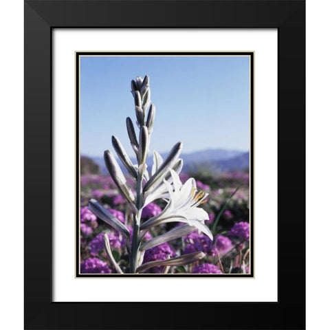 CA, Anza-Borrego Desert Lily and San Verbena Black Modern Wood Framed Art Print with Double Matting by Talbot Frank, Christopher