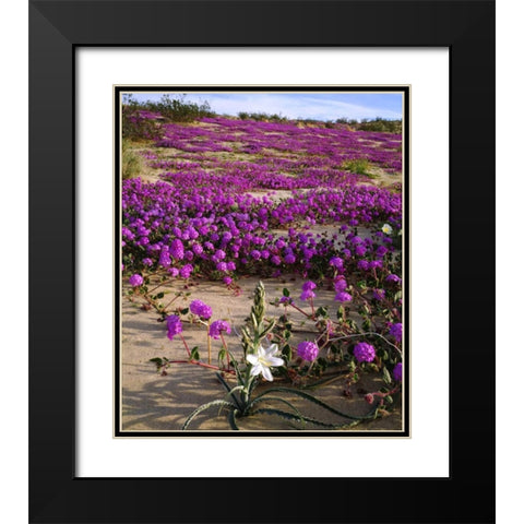 CA, Anza-Borrego Desert Lily and Sand Verbena Black Modern Wood Framed Art Print with Double Matting by Talbot Frank, Christopher