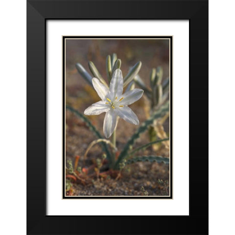 California, Anza-Borrego Desert Lily flowers Black Modern Wood Framed Art Print with Double Matting by Talbot Frank, Christopher