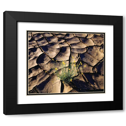 CA, Anza-Borrego Desert Poppy in cracked mud Black Modern Wood Framed Art Print with Double Matting by Talbot Frank, Christopher
