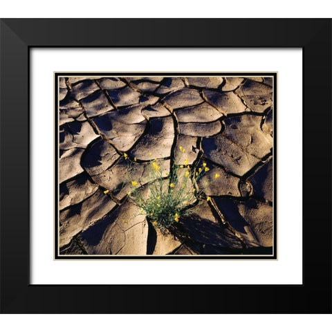 CA, Anza-Borrego Desert Poppy in cracked mud Black Modern Wood Framed Art Print with Double Matting by Talbot Frank, Christopher