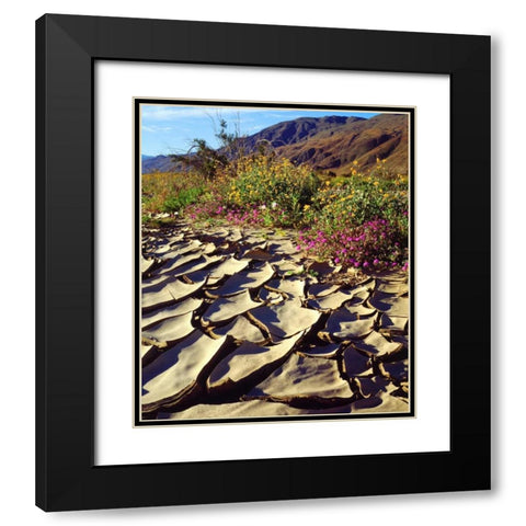 CA, Anza-Borrego Desert Poppy in cracked mud Black Modern Wood Framed Art Print with Double Matting by Talbot Frank, Christopher