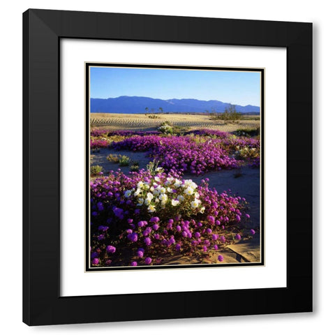 California, Anza-Borrego Desert Desert Poppies Black Modern Wood Framed Art Print with Double Matting by Talbot Frank, Christopher