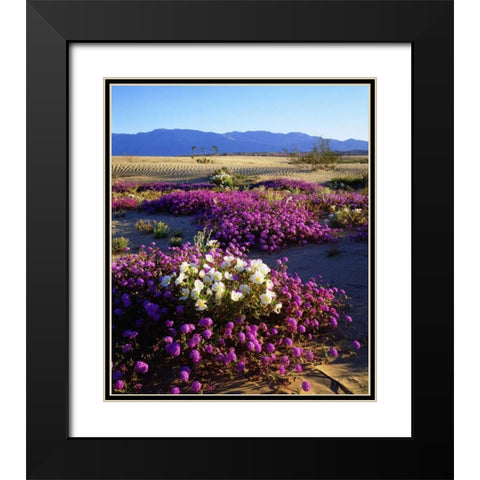 California, Anza-Borrego Desert Desert Poppies Black Modern Wood Framed Art Print with Double Matting by Talbot Frank, Christopher